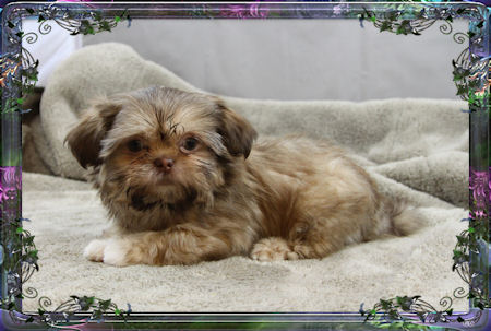 Tiny little male chinese imperial shih tzu puppies for sale small teacup